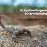 So just how dangerous are scorpion stings?