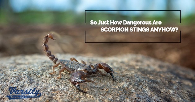 So just how dangerous are scorpion stings?