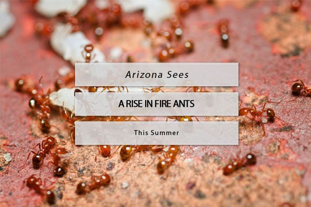 rise in fire ants