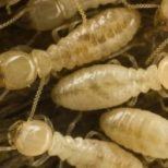 Termites