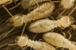 Termites