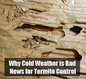 Termites