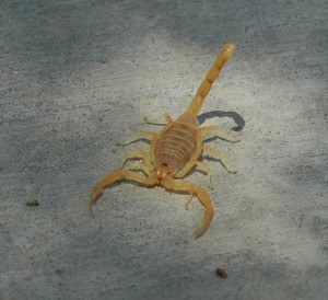 Scorpion