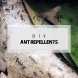 diy ant repellents