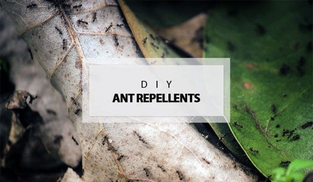 diy ant repellents