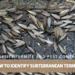 how to identify subterranean termites