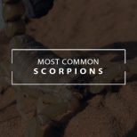 most common scorpions