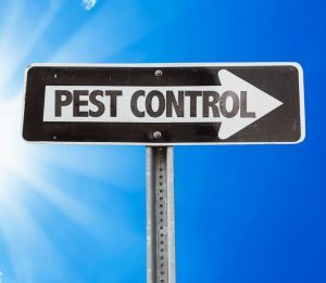 pest control prevention