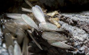 subterranean termites