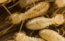 Termites