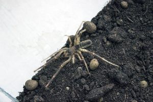 camel spider similar scorpion