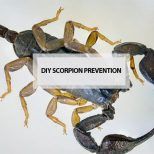 diy scorpion prevention