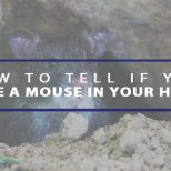 how to tell if you have a mouse in your home