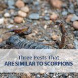 three pests similar scorpions