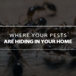 where your pests are hiding in your home