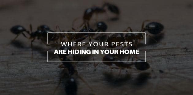 where your pests are hiding in your home