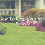 how to keep your yard pest free