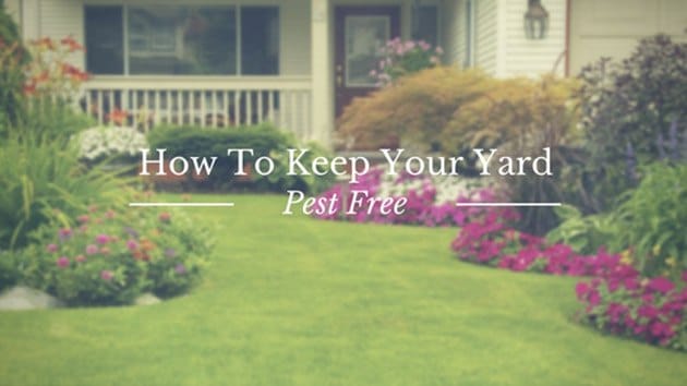 how to keep your yard pest free