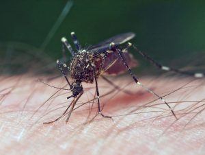 mosquito on person in chandler