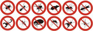 pest free enviroment in glendale