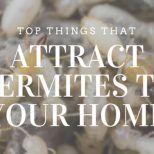 top things that attract termites to your home