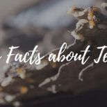 10 fun facts about termites