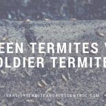 queen termites vs soldier termites