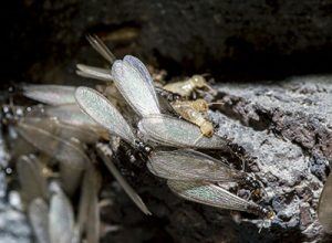 some blind termites fun fact