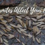 can termites affect your health