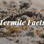 top ten interesting termite facts