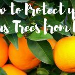 How to Protect Your Arizona Citrus Trees from Pests