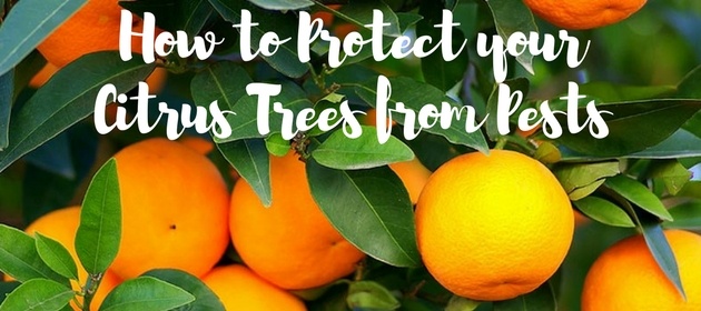 How to Protect Your Arizona Citrus Trees from Pests