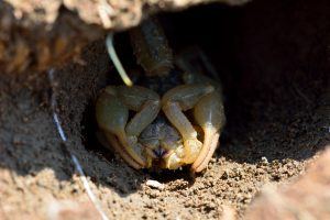 scorpion infestation in chandler home