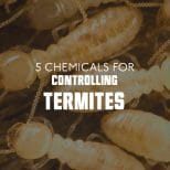 Controlling Termites