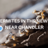 termite control services near chandler