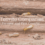 best termite companies in az