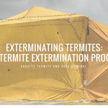 The process for termite extermination and treatment