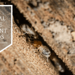 4 Natural termite treatment methods