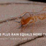 Termites plus rain equals more termites