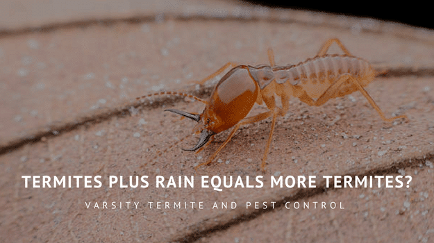 Termites plus rain equals more termites