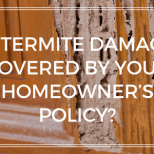 Is termite damage covered by your homeowner’s policy