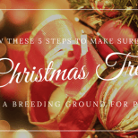 Follow these 5-steps to make sure your Christmas Tree isn't a breeding ground for pests