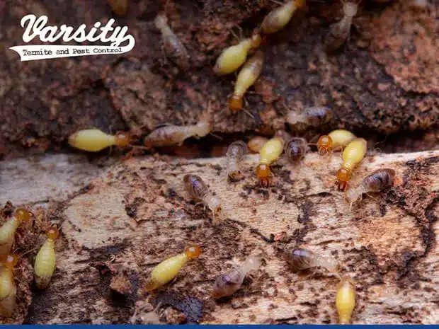 Termites on decayed wood in Arizona, indicative of an infestation needing termite and pest control