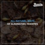 All-Natural Ways of Eliminating Termites