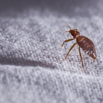 Get Qualified Bed Bug Exterminators In Arizona