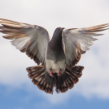 Gilbert Pigeon Removal From Varsity Termite and Pest Control