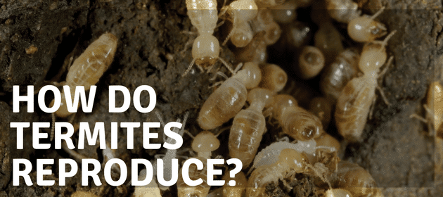 Termites Reproduction