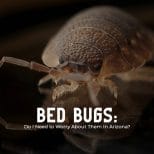 Bed Bug