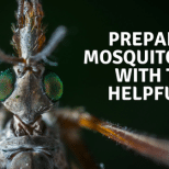 Tips to Prepare for Mosquito Season