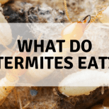 What do termites eat?